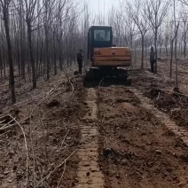 大量出售107速生杨树苗