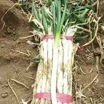 河北精品芽葱大量上市中，产地直采直销，货源稳定供货全国