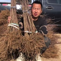 山丁子苗，山荆子苗，嫁接占木耐寒占木基地直发