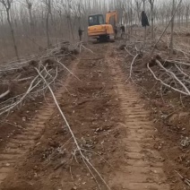 107速生杨树苗大量有货需要的赶紧联系