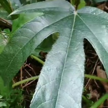 野生五指毛桃。需要的老板提前预定，请在一亩田平台下单交易
