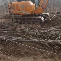 107速生杨树苗大量有货需要的赶紧联系
