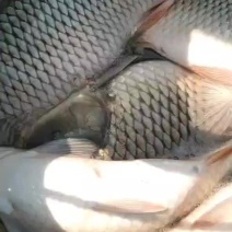 河鲤鱼
