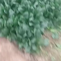 大量批发菠菜