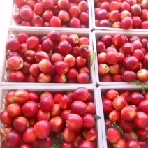 砀山油桃，中油4号，66杠八，产地直发，一手货源