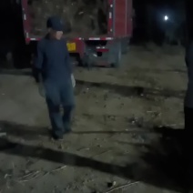 大量出售107速生杨树苗二年苗需要联系我