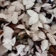 陈皮落地皮