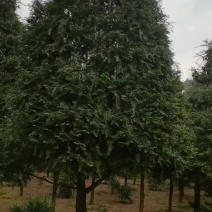 苗圃供应名贵树种植物大熊猫精品红豆杉树形挺拔优美适应性强