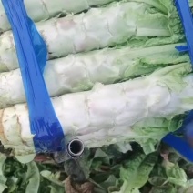 安徽莴苣产地一手货源现货现发可视频看货