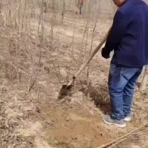榆树苗，养殖金蝉榆树，榆树工程苗，榆树占地苗