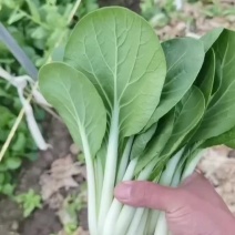 安徽精品小白菜黑叶白产地直销量大从优可视频看货