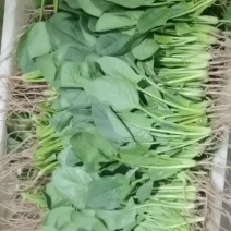 安徽精品菠菜货源充足产地直销质优价廉欢迎实地考察