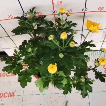 清明节祭祖扫墓专用特级黄白黄白菊花金雀花盆栽耐热基地直发