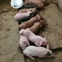 出售育肥猪