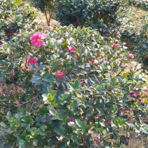 苗圃供应多花常绿灌木茶梅球茶梅毛球茶梅杯苗茶梅色块苗