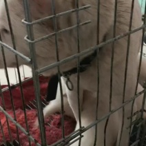 短毛下司犬，喜欢的来秒！