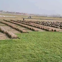 草坪基地批发草坪，百慕大草坪，四季青草坪，马尼拉草坪