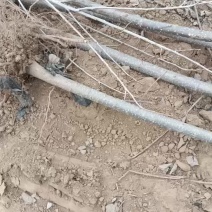 107速生杨树苗大量有货需要的联系