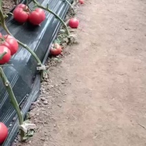 西红柿
