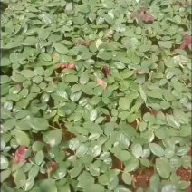 【月季苗】玫瑰花苗花朵大颜色纯正成活率高规格齐全