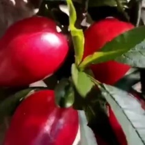 辽宁精品中油四桃苗多品种包成活技术指导现起现卖假一赔十