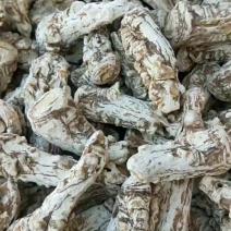 【当归头白皮甘肃产地直供】白当归头甘肃有硫白当归头包邮