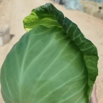 圆包菜云南高山中棵头甘蓝物美价廉，交通便利品质保证