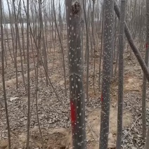 107速生杨树苗大量有货需要的联系