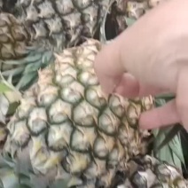 菠萝海南17号金钻凤梨，16号甜蜜蜜，芒果凤梨