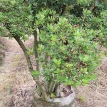 千年映山红原生老桩别墅庭院精品货