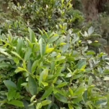 手工炒春茶