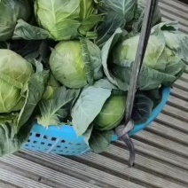 福建福清出口品种，美国进囗种，品种(宝绿)，