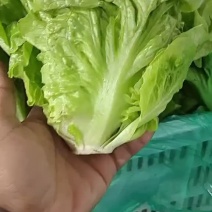 江苏南通生菜。生菜大量供应，产地直销，可视频看货