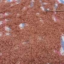 干虾，活鱼
