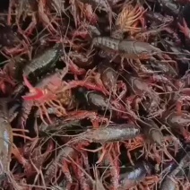 龙虾供应