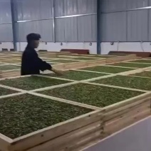 茶叶