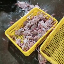 现杀乳鸽