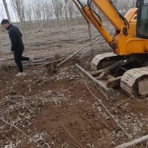 107速生杨树苗大量有货需要的联系