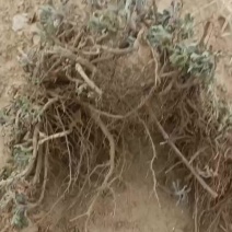 怀菊花种子