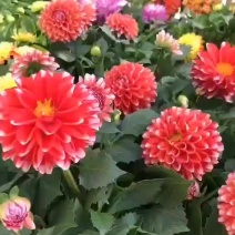 小丽花盆栽小丽菊花苗阳台庭院花卉植物大丽花多年生绿植带花