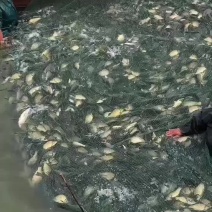 淡水养殖各种鱼苗:鲤鱼草鱼鲫鱼青鱼大头鱼规格齐全