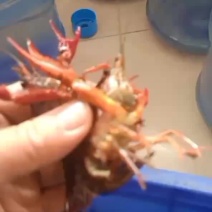 小龙虾
