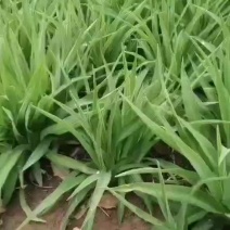 江苏萱草基地大量批发大花萱草，金娃娃萱草