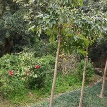 基地供应名贵乔木金丝楠木苗圃苗金丝楠木造林苗易栽好活