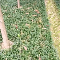 玉龙草基地供应无土玉龙草沿阶草矮麦冬批发量大从优