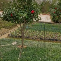 苗圃供应精品茶花球茶花毛球小苗耐寒耐修剪花期长四季常青