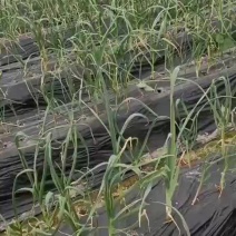 蒜苗大批量有货要的商家建议啊