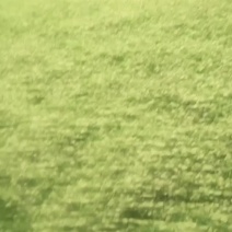 新鲜榆钱上市了，有需要的老板们与我联系