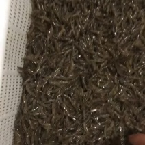虾