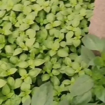 叶菜类。精品大叶荆芥大量上市。质优价廉物美浓香。欢迎选购